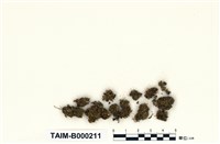 藏品(鳳尾苔屬)的圖片